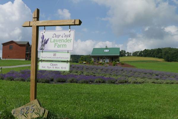 Lavender Farm by Deep Creek Lake